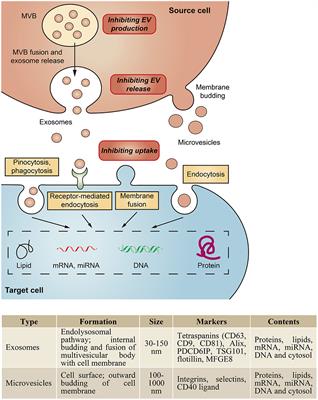 Extracellular Vesicles: Opportunities and Challenges for the Treatment of Renal Diseases